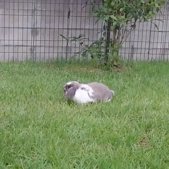 芝生の上のまるオーナー